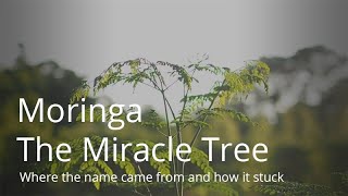 Moringa Benefits Documentary  quotThe Miracle Treequot  moringa moringabenefits [upl. by Salome]