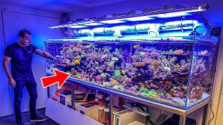 Most Beautiful Private Reef Tanks 400 GALLON [upl. by Trik500]