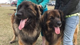 Meet the Leonbergers [upl. by Calendre]