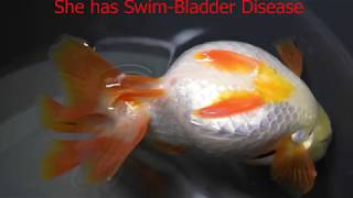 Swim Bladder Disease in Goldfish [upl. by Artimas]