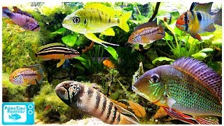 15 Great Cichlids for Planted Aquariums [upl. by Edlyn116]