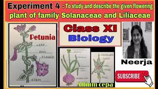 Study flowering plant of families Solanaceae amp LiliaceaeExperiment 4class11biology1st term [upl. by Carl]