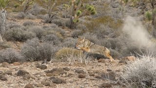 4 Shotgun Coyotes Guided Coyote Hunt day 1 [upl. by Sundberg385]