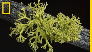 Whats in a Lichen How Scientists Got It Wrong for 150 Years  Short Film Showcase [upl. by Anelle]