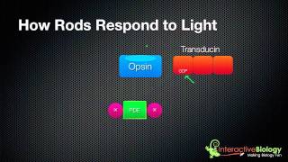 031 How Rods and Cones respond to Light [upl. by Mcbride404]