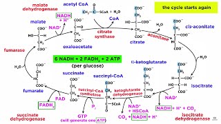 Cellular Respiration Part 2 The Citric Acid Cycle [upl. by Fransisco939]