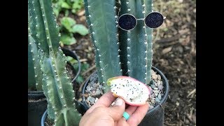 Peruvian Apple Cactus Fruit [upl. by Amzu]