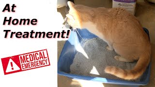 At Home Treatment for a Cat that Cant Urinate [upl. by Atimad655]