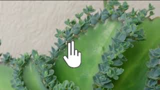 Vegetative propagation amp advantages  How do organisms reproduce  Biology  Khan Academy [upl. by Ecydnak]