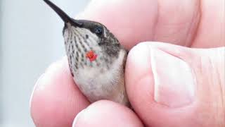 Wildlife Wednesday Fascinating Facts About Hummingbirds [upl. by Eldreeda]