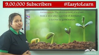 Germination of Seed Diagram  Class 5  CBSE  NCERT  ICSE [upl. by Drummond]