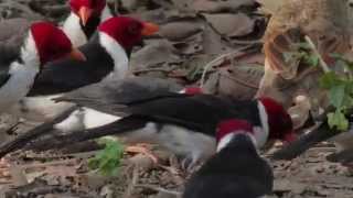 YellowBilled Cardinals  quotCavalariaquot  Paroaria capitata [upl. by Trebmal12]