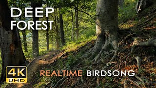 4K Deep Forest  8 Hours NO LOOP Birdsong  Robin amp Blackbird Singing  Relaxing Nature Ambiance [upl. by Jephum195]