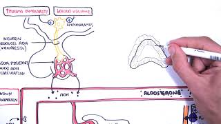 Hormones in body fluid homestasis ADHvasopressin Aldosterone and Natriuretic peptides [upl. by Aihsiek]