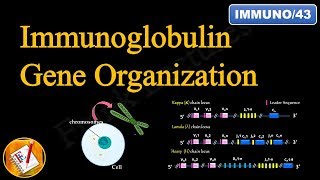 Immunoglobulin Gene Organization FLImmuno43 [upl. by Gayla]