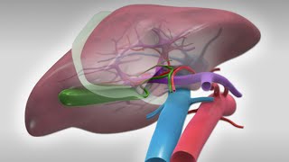 Standard right hepatectomy [upl. by Sirak]