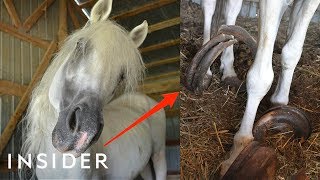 Rescue Horse With 30Pound Hooves Can Walk Again  Insider [upl. by Ahsieyn662]