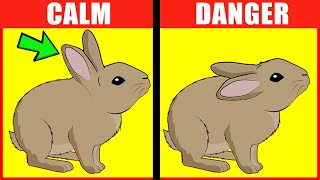 Rabbit Body Language Explained [upl. by Corvese]