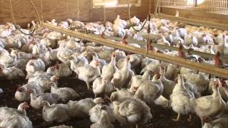 Monitoring and Maintaining Chicken Health [upl. by Eiramrebma]