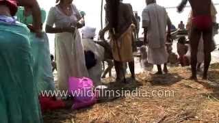 Hindu pilgrims and sadhus assemble for Kumbh Mela in Allahabad [upl. by Airak]