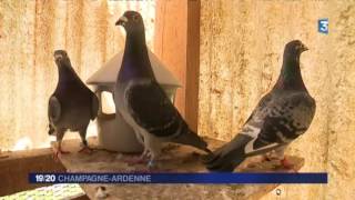 Découverte de la colombophilie à Margut dans les Ardennes [upl. by Miharbi]