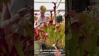 How To Propagate Sarracenia American Pitcher Plants [upl. by Aerdma811]