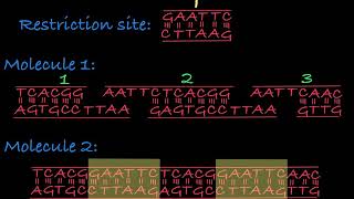 Restriction Enzymes Restriction Endonucleases [upl. by Anelet580]