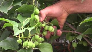 How to grow Hardy Kiwi [upl. by Richella]