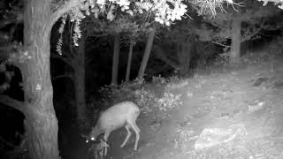 Bobcat Attacks Newborn Deer [upl. by Hollie]