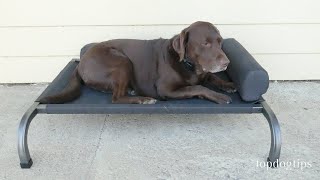 PetFusion Elevated Outdoor Dog Bed Review [upl. by Damek]