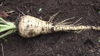 How to Grow Parsnips from Seed [upl. by Gilboa]