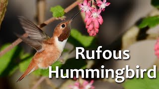 Rufous Hummingbird [upl. by Jennette]