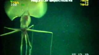 Magnapinna Squid Filmed at Drilling Site [upl. by Melleta]