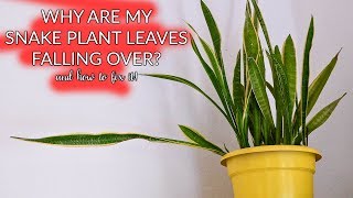 Snake Plant Leaves Falling Over How To Prune amp Propagate  Joy Us garden [upl. by Lleunamme795]