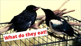 What do crows and magpies eat [upl. by Gerome]