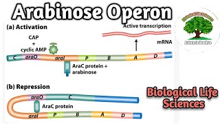 Arabinose Operon [upl. by Stinky]