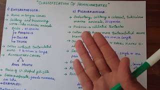 Lec  14  Classification Of Hemichordates  Diversity Among Animals UrduHindi [upl. by Yhtir]