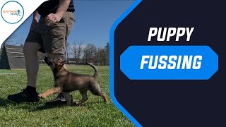 Puppy Fussing  Fanding Hand Touch [upl. by Azilem]