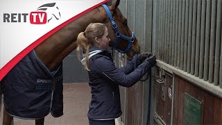 Reiten lernen Das Pferd anbinden [upl. by Isidoro154]