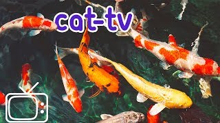 CATTV  Boredom Blasting Fish Videos for Cats [upl. by Frangos667]