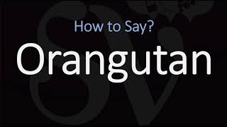 How to Pronounce Orangutan CORRECTLY [upl. by Ziegler276]