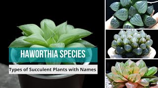 Haworthia Species  haworthia types of haworthia Succulent Plants with Names  haworthias [upl. by Raymund767]