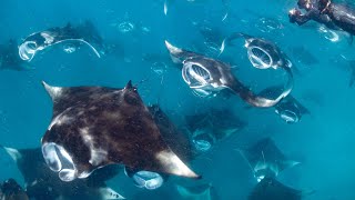 Hanifaru Bay Manta Madness Maldives [upl. by Wenda285]