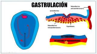 Tercera semana de desarrollo embrionario [upl. by Noitsirhc]