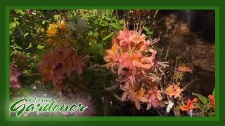 Native Azaleas  Volunteer Gardener [upl. by Savvas]