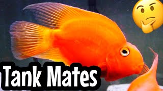 Top 5 Blood Parrot Cichlid Tank Mates [upl. by Tfat]