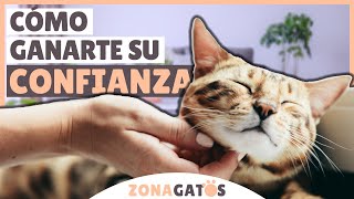 Cómo ganarte la confianza de un gato en 7 pasos [upl. by Asilehc971]