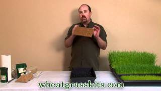 Growing Wheatgrass Hydroponically  Grow Wheat Grass [upl. by Obbard100]