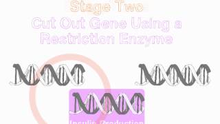 GCSE Biology  Genetic Engineering Insulin [upl. by Yrrol628]