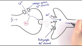 A2 Biology  Cholinergic synapses OCR A Chapter 135 [upl. by Sinai]